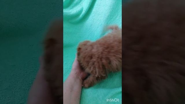 InShot_20250305_095823789.mp4