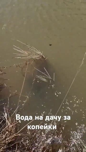 абиссинская скважина на даче во Владимире