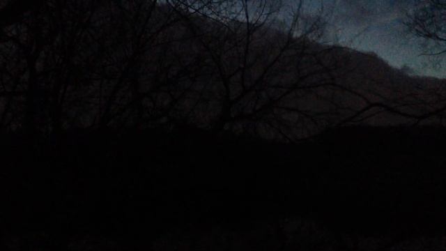 Тёмный лес // Dark forest