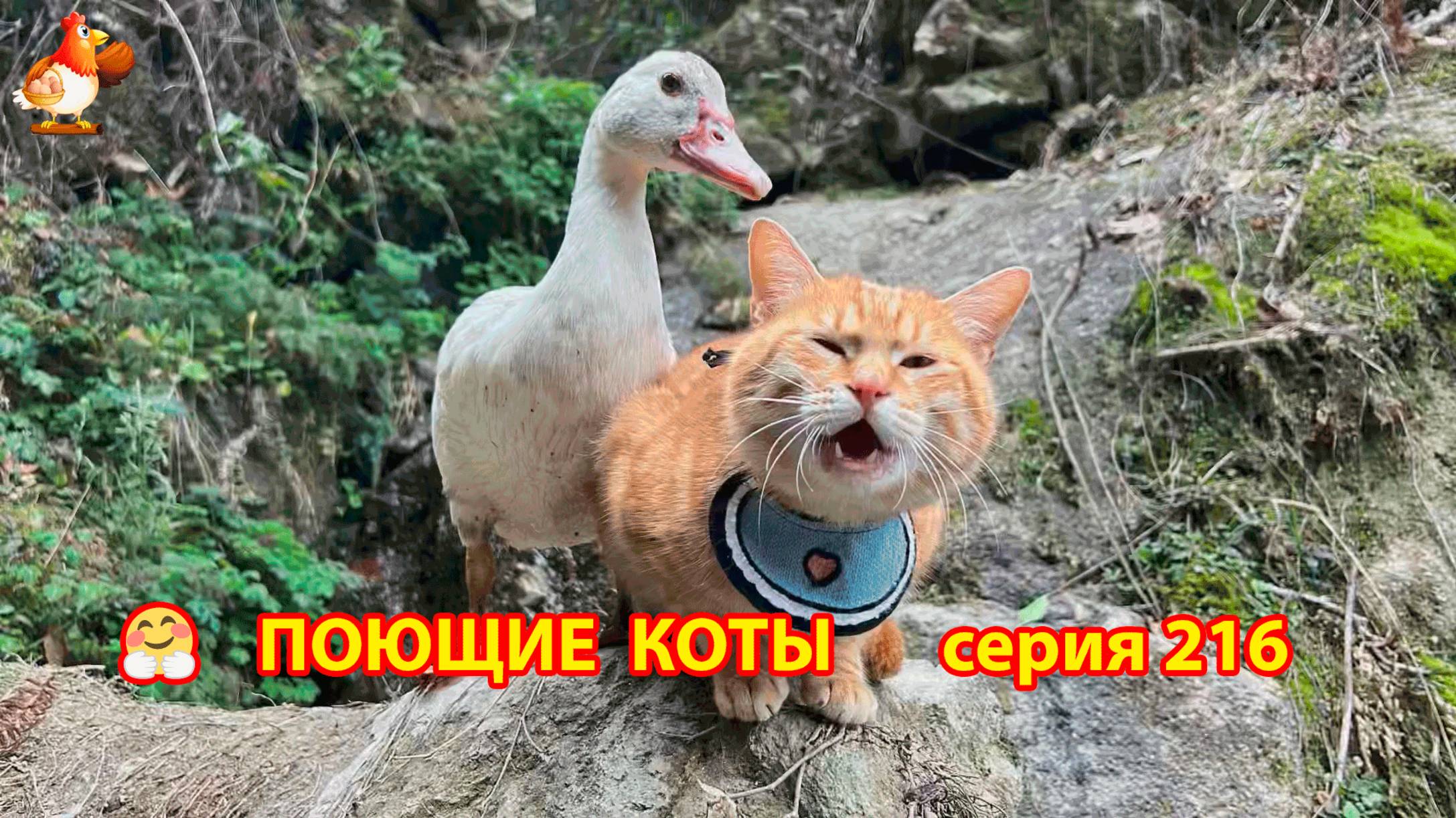 Крутые коты у птичьего двора серия (216) 🐈🐈😹 Природа Абхазии и подворье с птицами и животными ❣