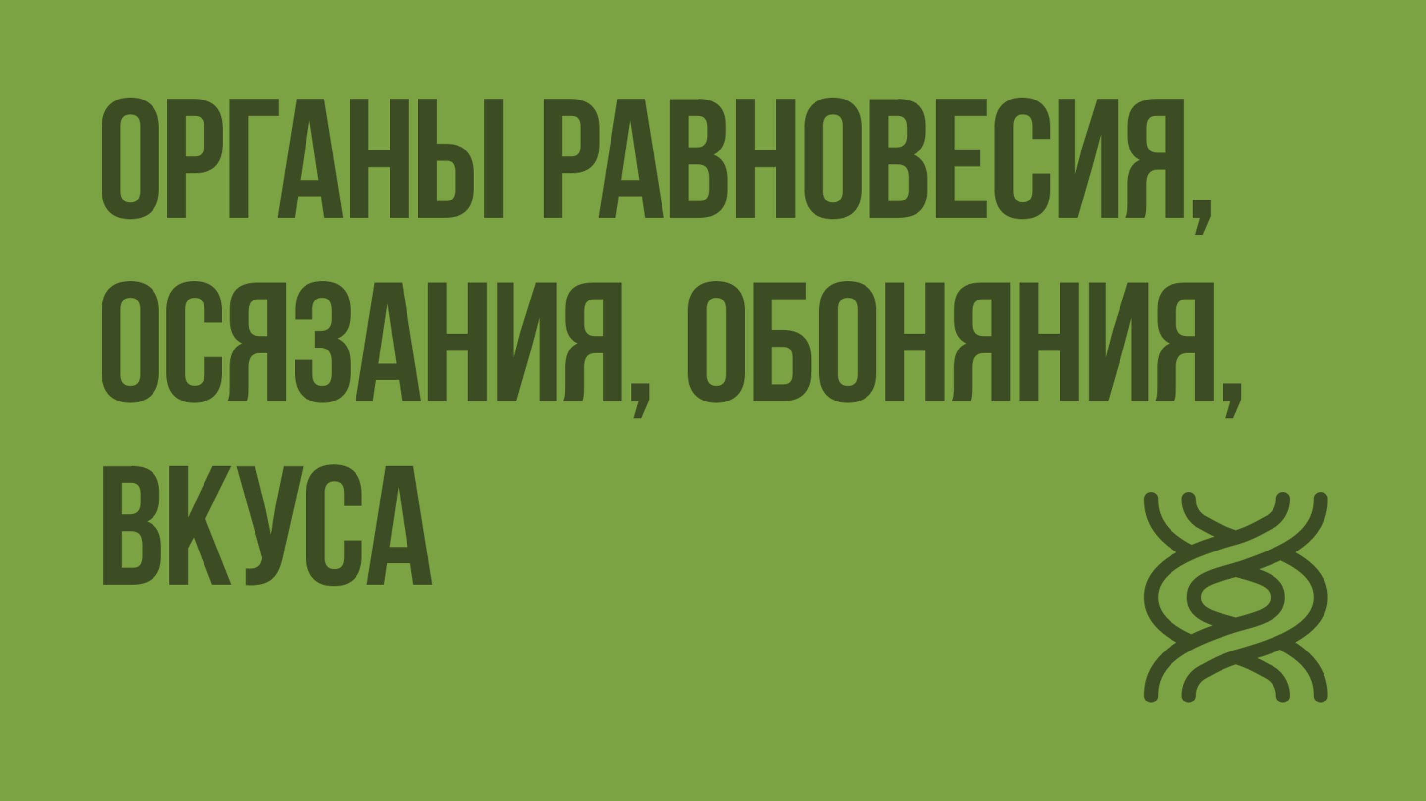 Органы равновесия, осязания, обоняния, вкуса. Видеоурок по биологии 8 класс