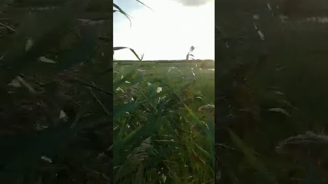 Открытие - Охота на утку