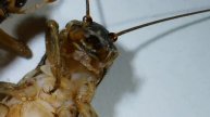 Acheta domesticus up close