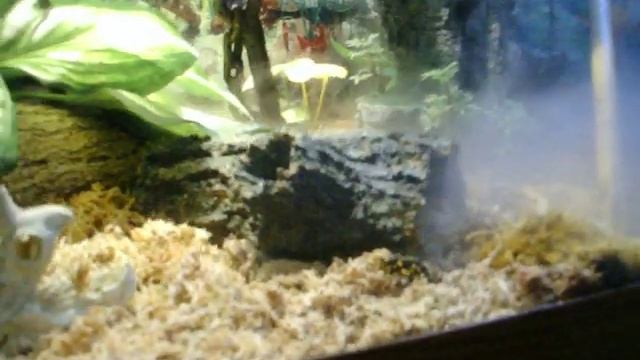 community terrarium