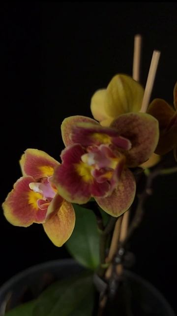 Phal. Be Tris x phal. Sogo Lawrence v