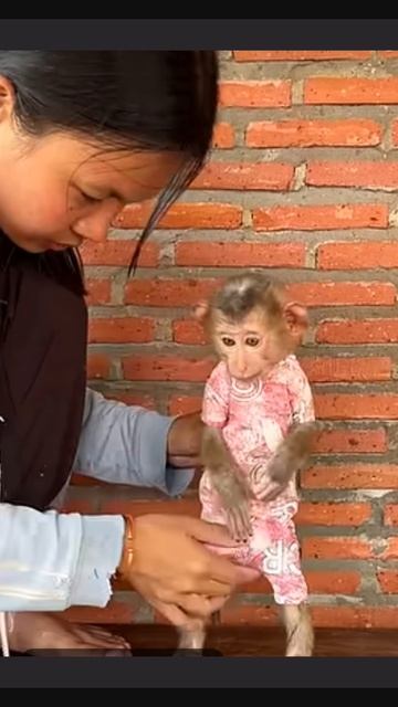 Baby monkey Юрий боится и любит Mom одновременно  1000035485.mp4