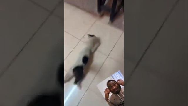 Осторожно, котики!14