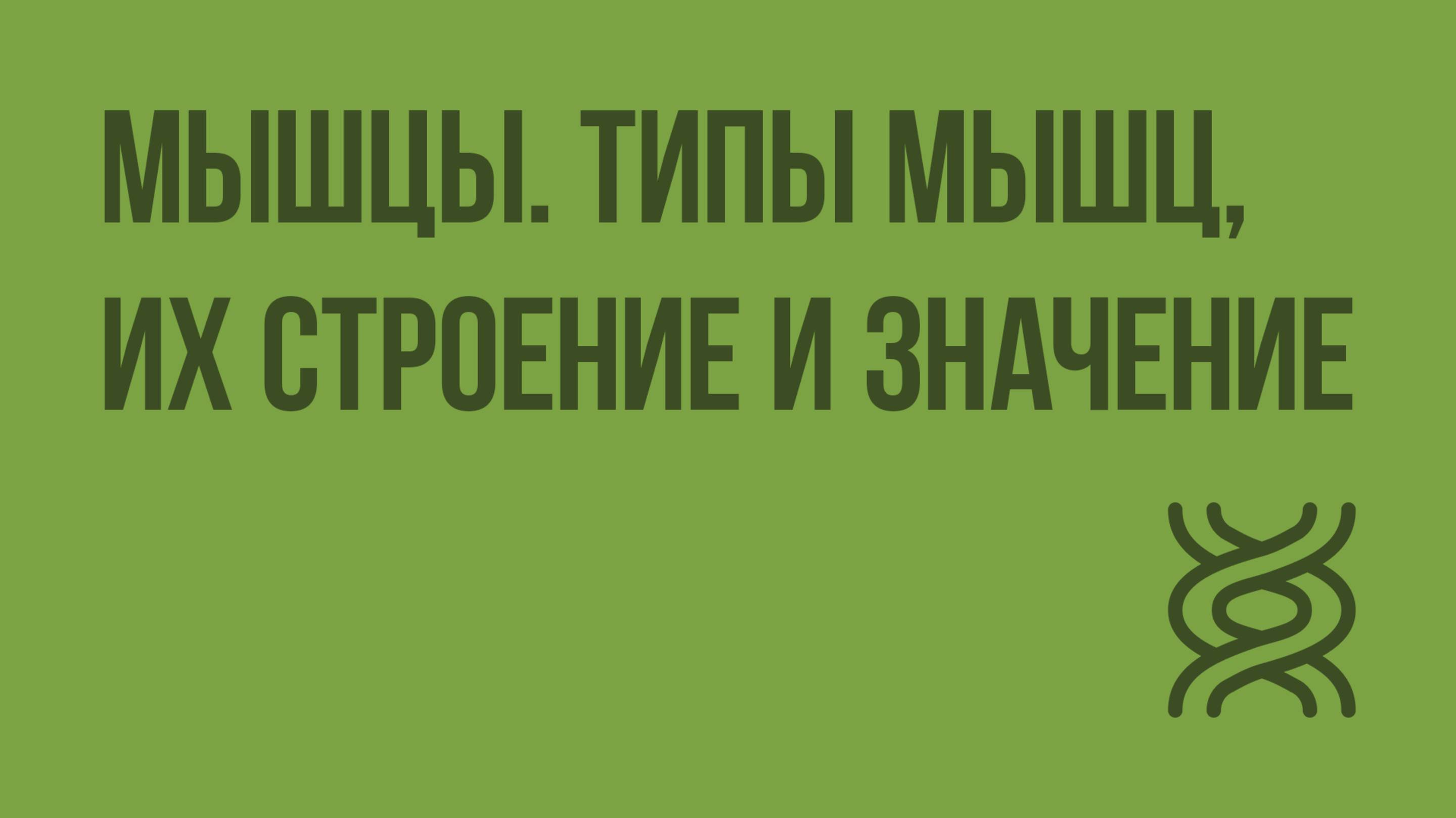 Мышцы. Типы мышц, их строение и значение. Видеоурок по биологии 8 класс