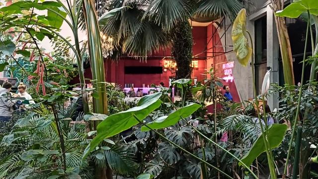 Оранжерея в Шоколадном баре!