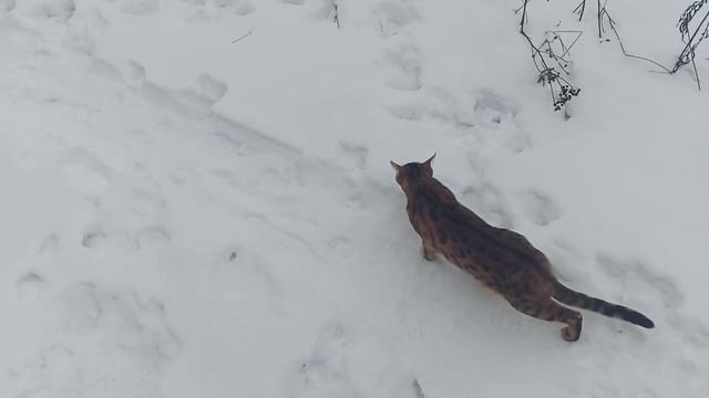 Первая зимняя прогулка любимая кошки Белки.