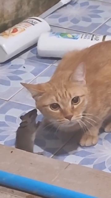 А ты уже заказал ?