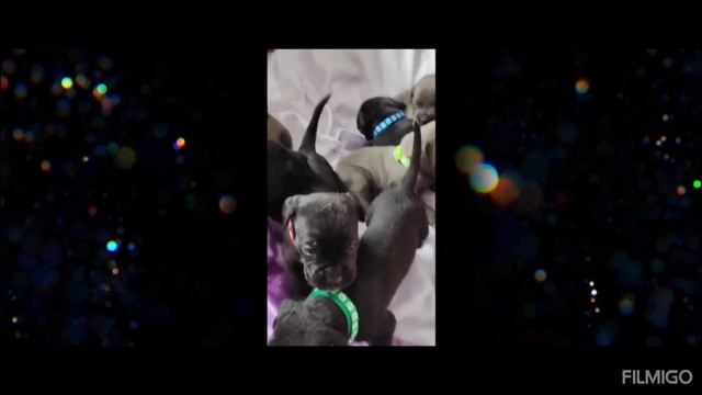 Корсо 8/02/25г р