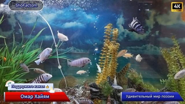 📜 Омар Хайям – Удивительный мир поэзии, стихов, рубаи и мудрости