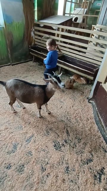 #животные #юмор #девочка #обед #smile #food #goat #shorts #приколы