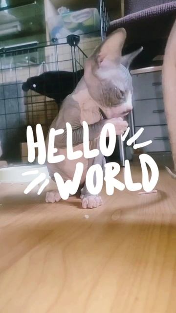 было вкусно 😉😺