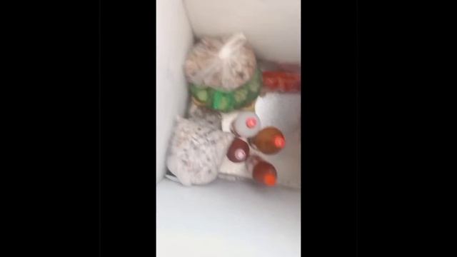 заморозки на зиму. Қолжетімді заттарды қысқа сақтау.