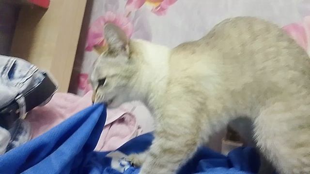 кошка