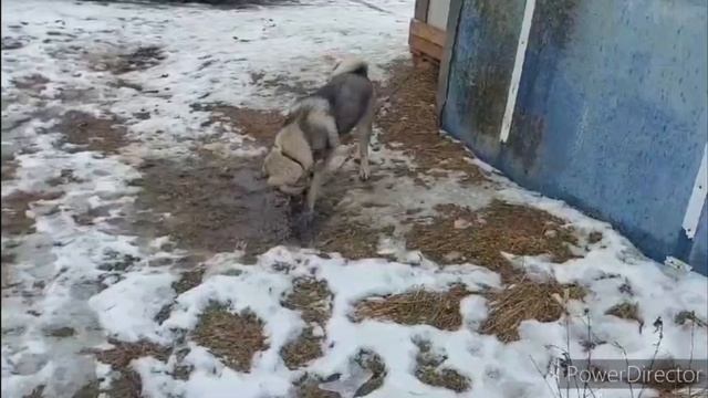 ЭЙ, ЧЕЛОВЕКИ, СМОТРИТЕ ЧТО Я ДЕЛАЮ.. #animals #животные #собака