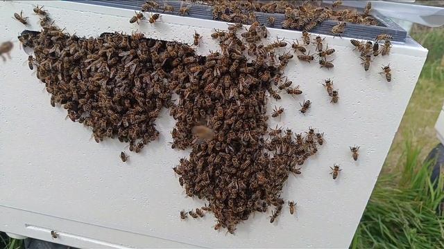 Разроилась пасека.