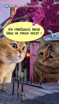 Плохо носят #мыкотики #вмем #разговор #анекдот #шутки #животные #юмор #кошки #смешное #мемы #скетчи