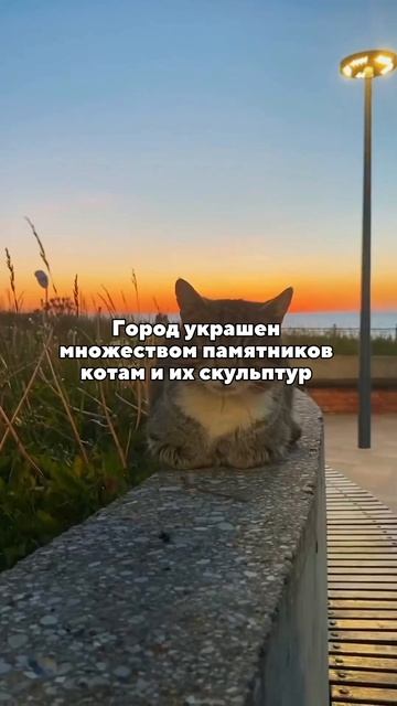 Настоящий город котов