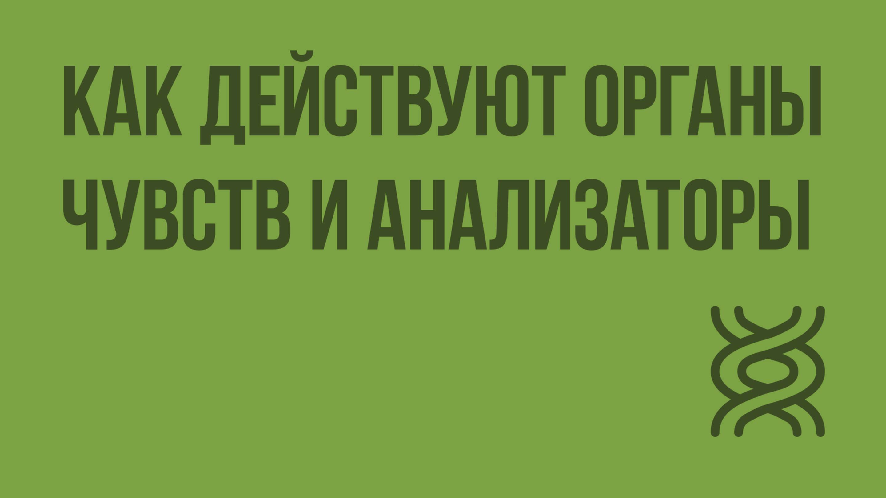 Как действуют органы чувств и анализаторы. Видеоурок по биологии 8 класс