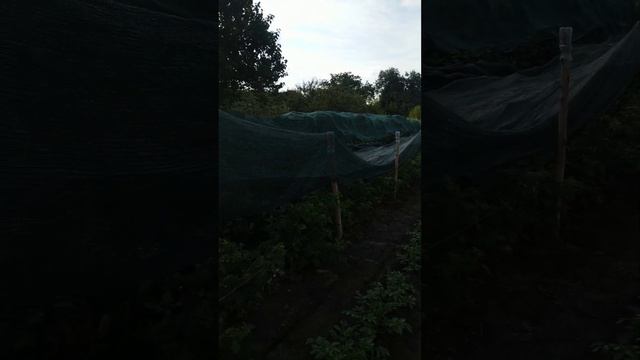 Липнева картопля #малина Феномен #малина Джоан Джей#