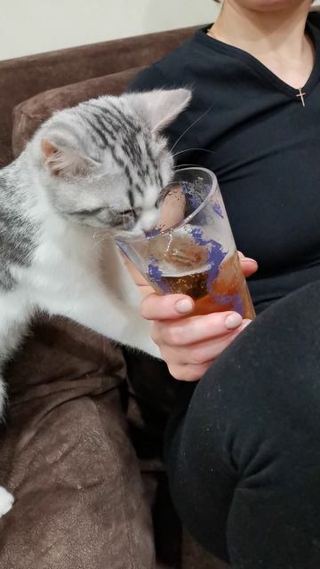 пьяный котик🐱🐱🐱