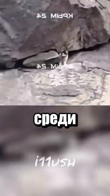 Судьба кошки по кличке Муся