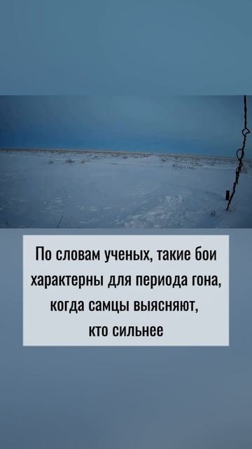 Гладиаторские бои зайцев попали на видео