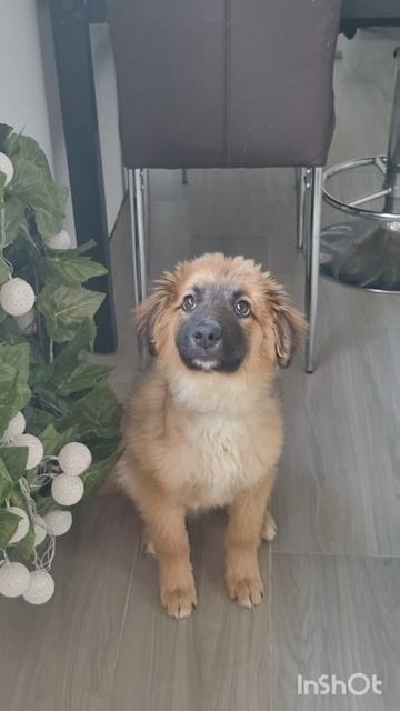Макс