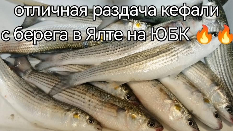 Раздача кефали!! С берега в Крыму на Чёрном море! Отлично отловил и открыл сезон весенней рыбалки!!