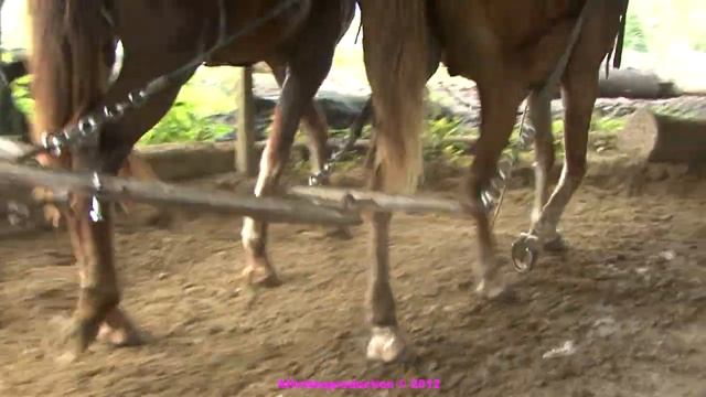 247 Horse powered saw mill, Belize