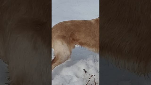 05-03-2025собака-барабака