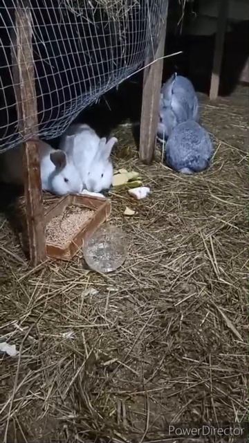 Белый, серый пушистый крольчонок, так и хочется помякать. #кролик #rabbit #хочуврек #животные