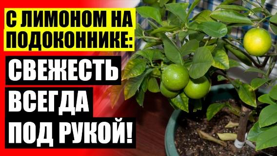 ⛔ Посадить и вырастить лимон ☑ Лимон из косточки лимона купленного