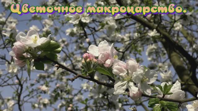 Цветочное макроцарство.