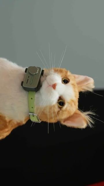 Первый в мире смартфон для домашних животных PetPhone 🤔 #smartphone #smartphones #pets #mwc2025