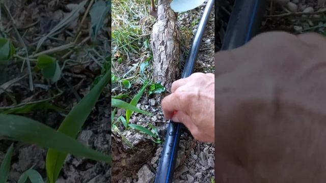 Капельный полив из биоплато Аэрационной установки