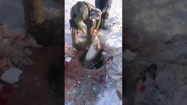 отпустили осетра.
