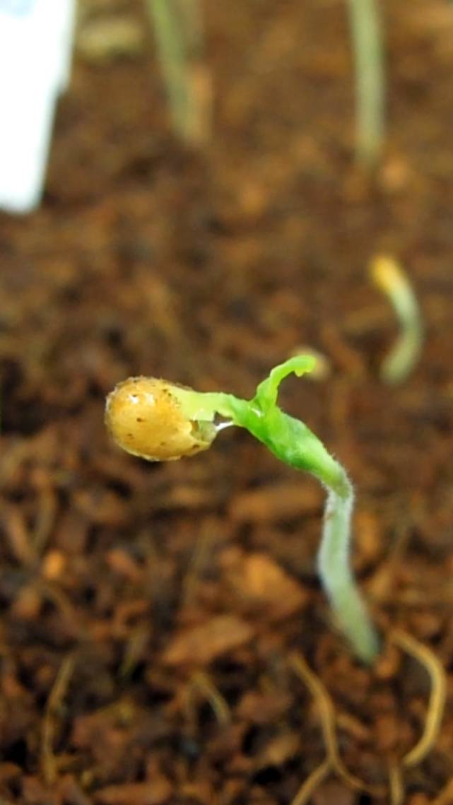 🌿Как БЕРЕЖНО убрать шапочку с семядолек! #shorts #garden #советы