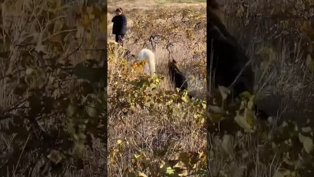 МОМЕНТЫ С САМОЕДОМ МИЛКА