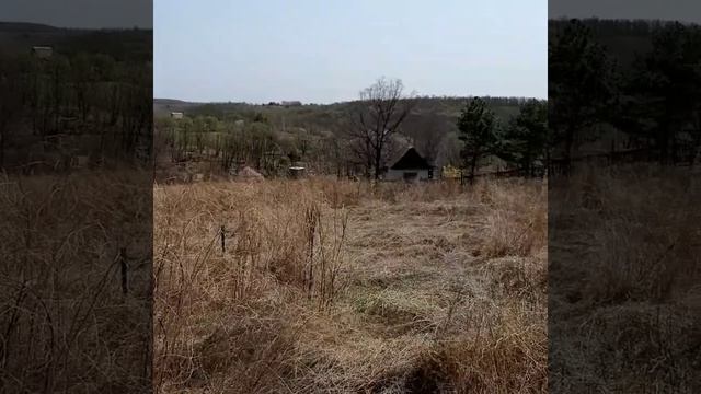 зацвёл абрикос.mp4