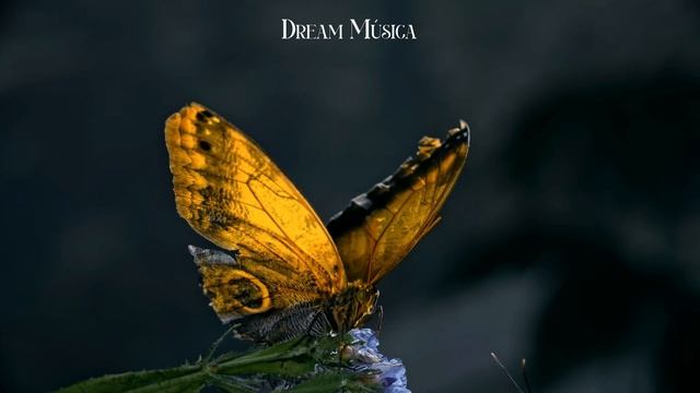 Peaceful Wildlife Sounds with beautiful waterfalls | Music for relaxation