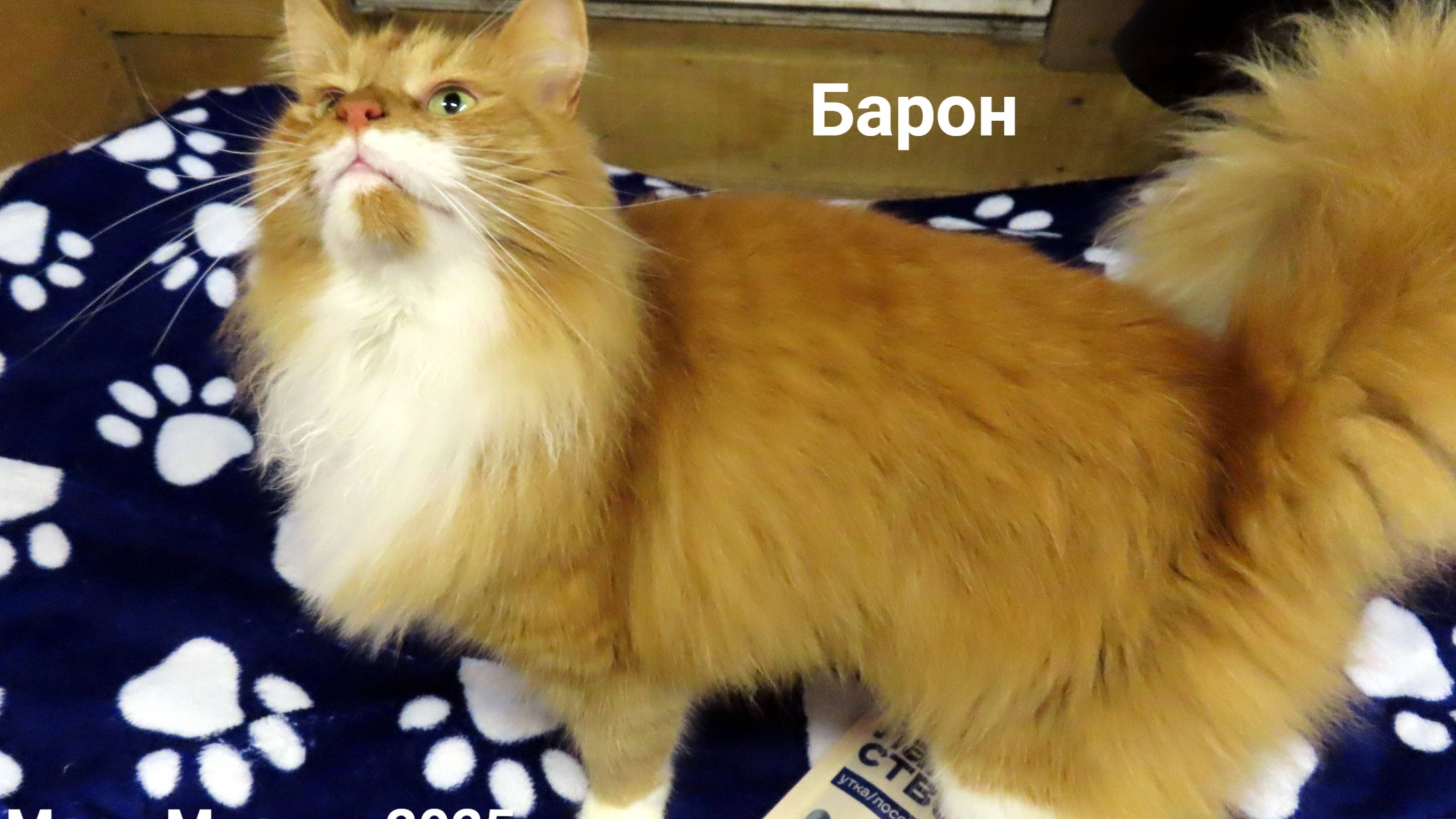 Барон ПРОСИТ #лакомства_Cosmocat #рыжий_кот #кот_мейнкун