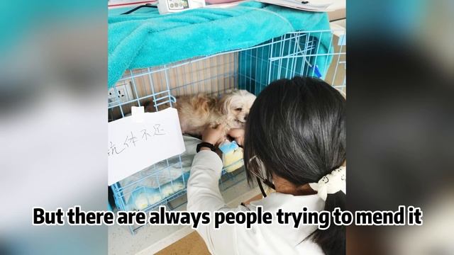“can you help me?"a dog hit by a car while take shelter from rain,it begged for rescued for passerb