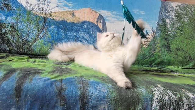 VID_20250303_141031.mp4