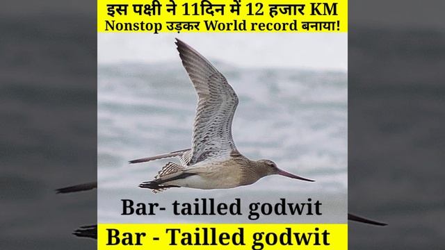इस पक्षी ने 12 हजार KM लगातार उड़कर World record बनाया! #shorts #shortsfeed #ddrfacts