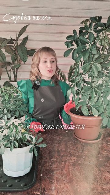 Шеффлера и интересные факты о ней.