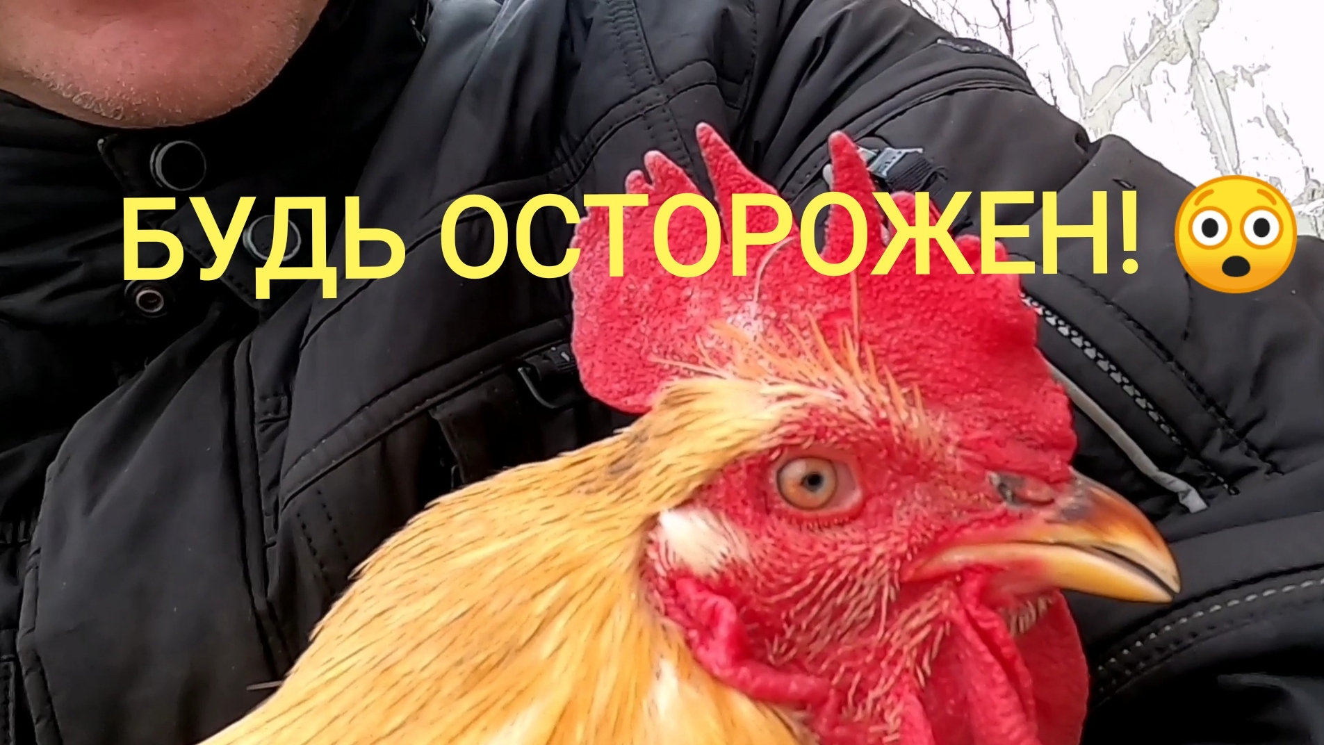 Опасные шпоры у моего петуха. Что мы делаем когда плохая погода?